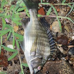 雷雨後の小チヌ！