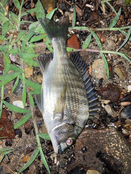 雷雨後の小チヌ！