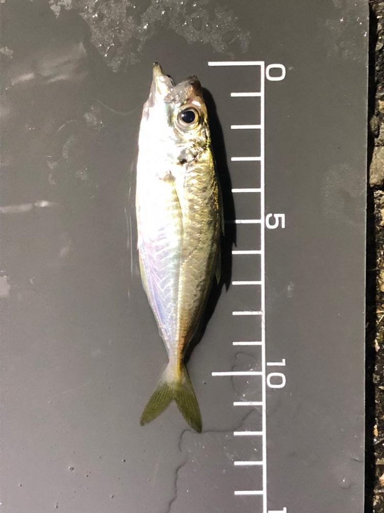 豆アジ減ってきた⁉️