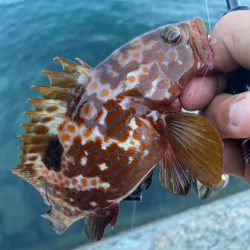 シャローフリークをぶん投げに