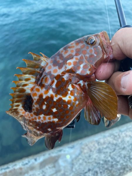 シャローフリークをぶん投げに