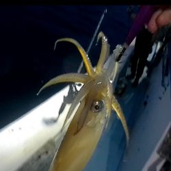 境港イカメタル リベンジ！