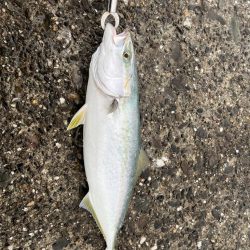 青物シーズン到来