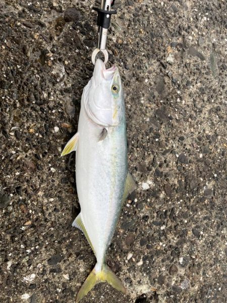 青物シーズン到来