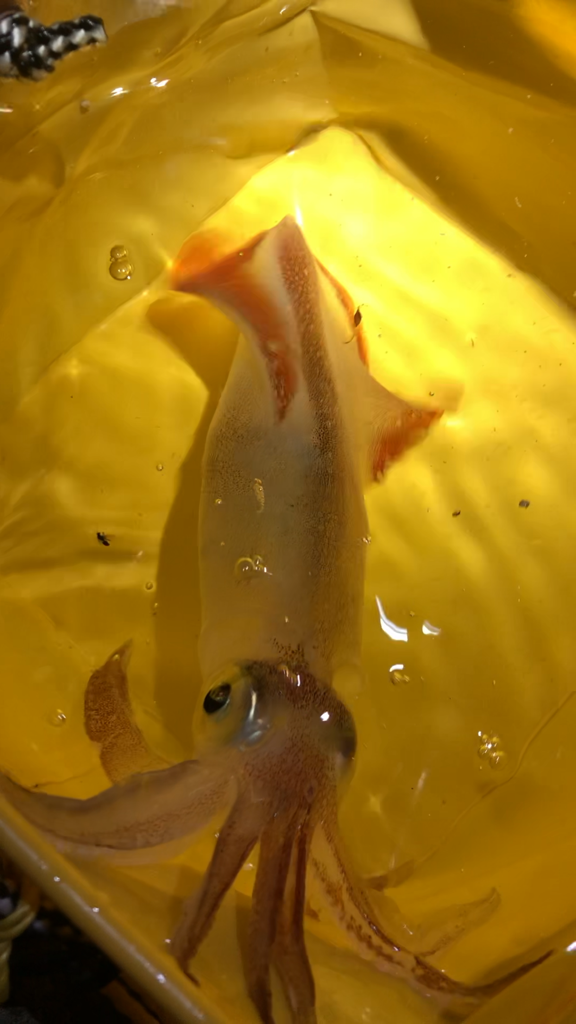 【串本】春イカ捜索