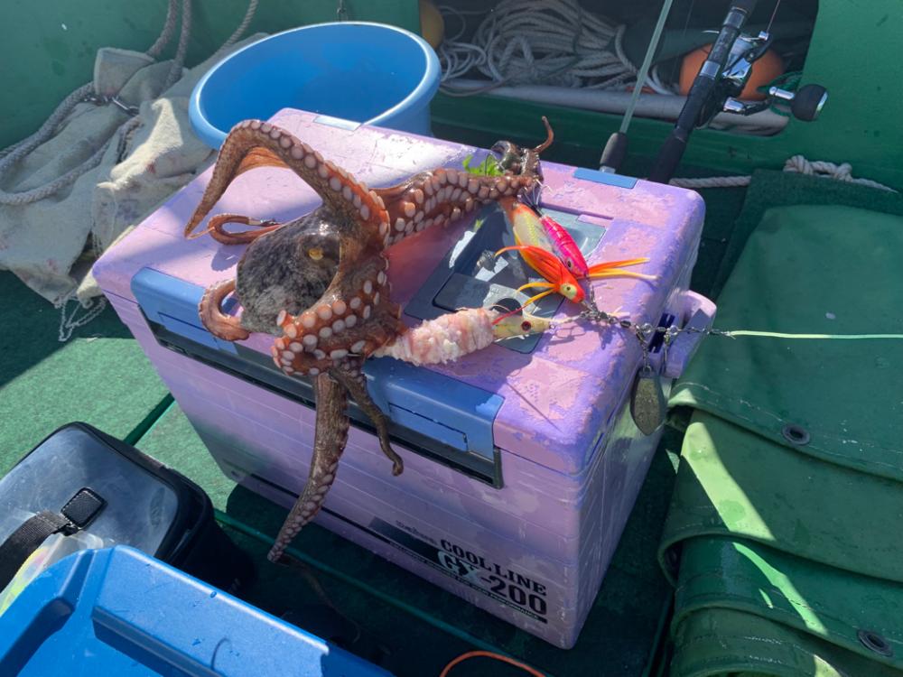 明石タコ釣り！！