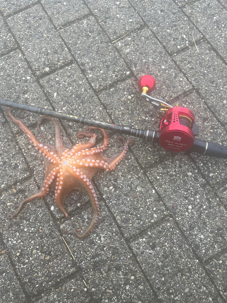 夏のタコゲーム