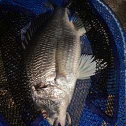 チヌハンターパート25