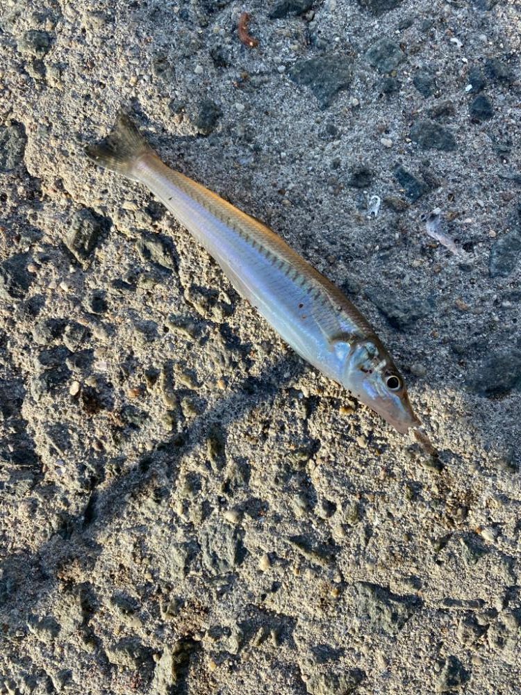 ちょい投げでキス