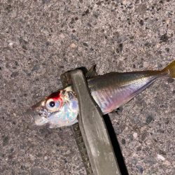 バースデイフィッシュ