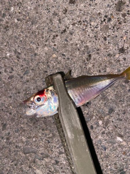 バースデイフィッシュ