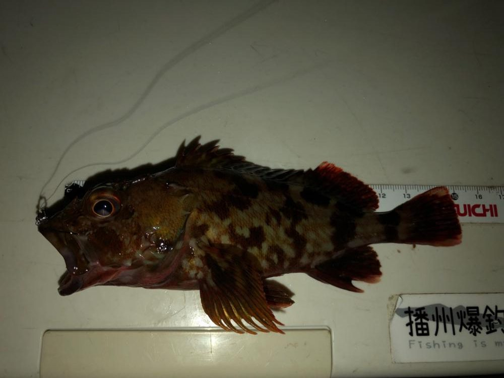 暑かった日(釣果は…)