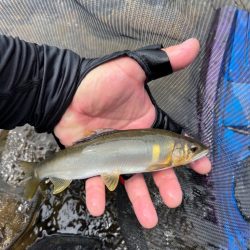 鮎釣り