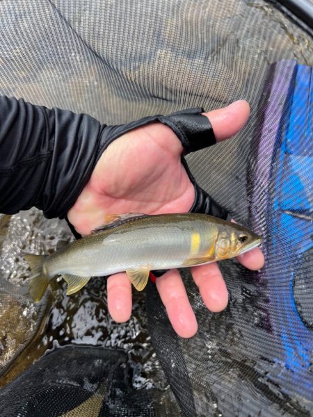 鮎釣り