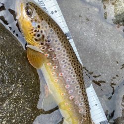 またもやトラウト