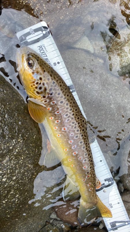 またもやトラウト