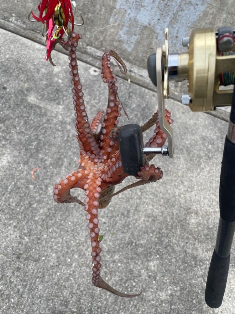 鯖 ！ 鯖！ 鯖！