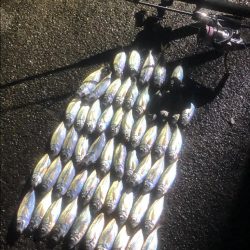 シラスのベイトパターン