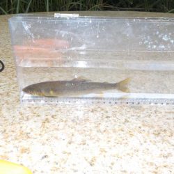 美山4 まだまだ苦戦が続く