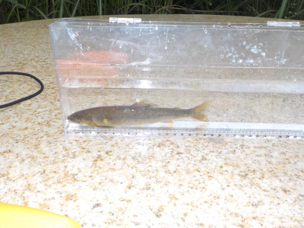 美山4 まだまだ苦戦が続く