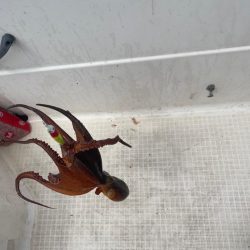 マイボートで昼間のイカメタルのはずが・・・…