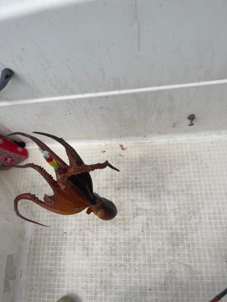 マイボートで昼間のイカメタルのはずが・・・…