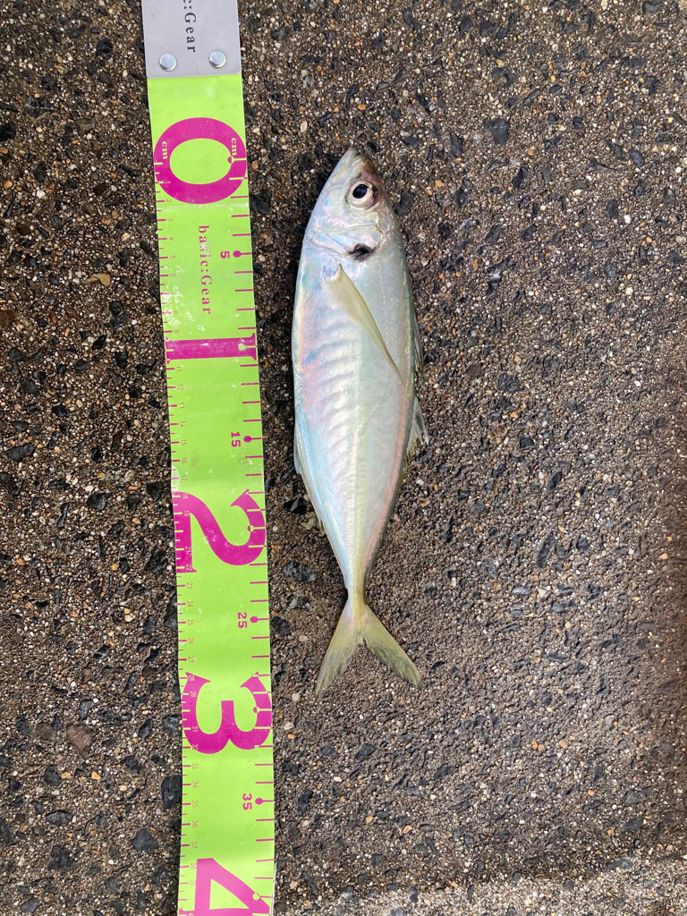 入れ食いすぎて飽きました