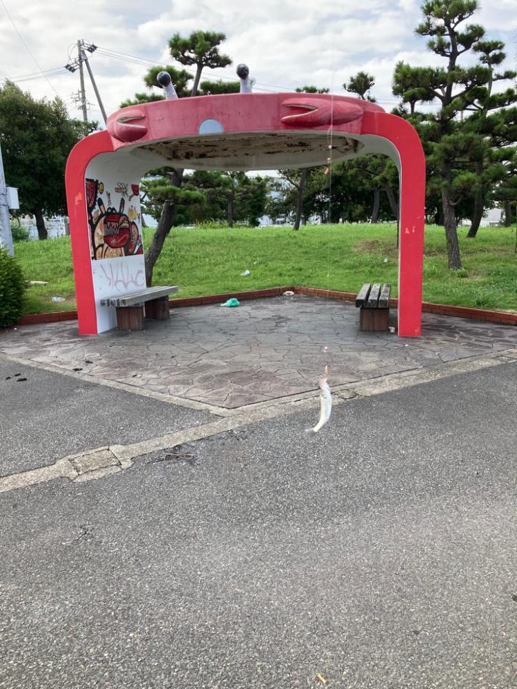 須磨海岸緑地 セイゴ