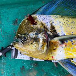 117センチ!モンスターハンター(笑)