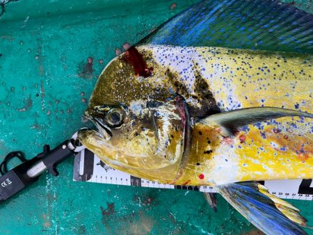 １１７センチ！モンスターハンター（笑）