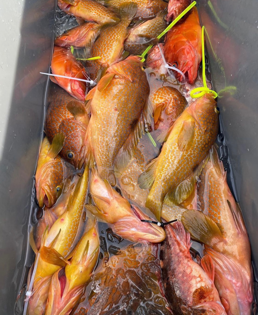 お土産にキジハタ🐟