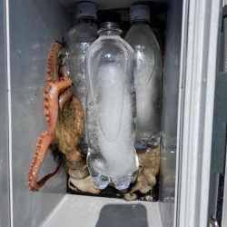 久しぶりのタコ