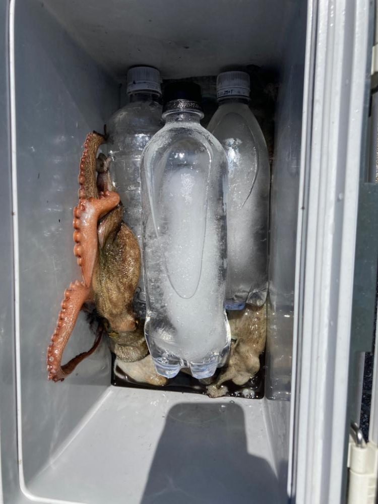 久しぶりのタコ