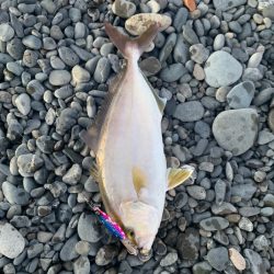 静岡サーフでショゴ