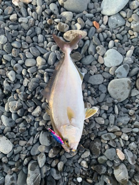 静岡サーフでショゴ