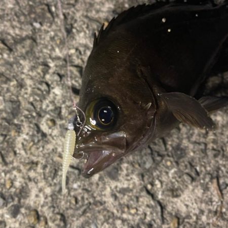 アジング＆メバリング