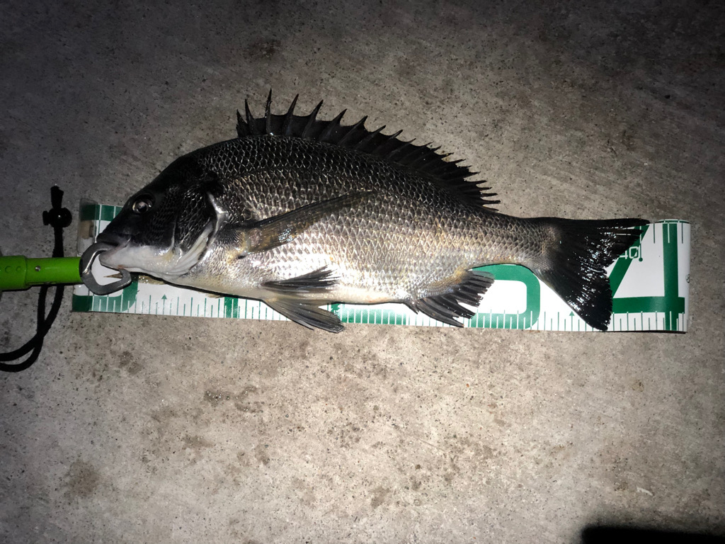 チヌ ヘチ落とし込み