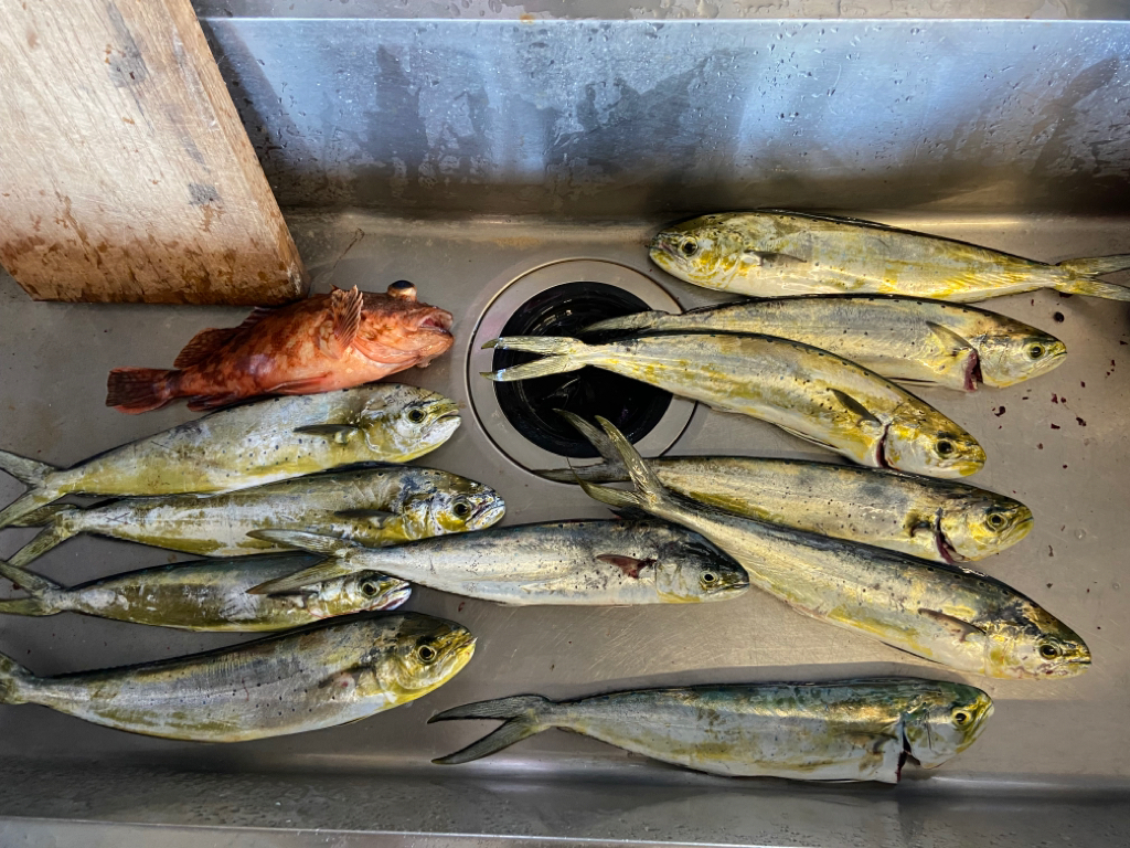 福村沖ジギング・キャスティング