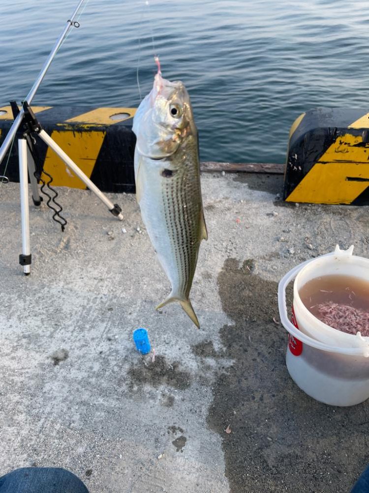 アジ狙いの釣り