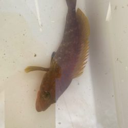 外道はタコ⁉️…