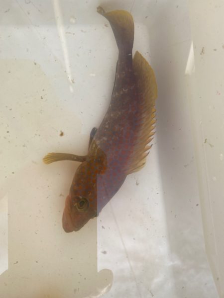 外道はタコ⁉️…