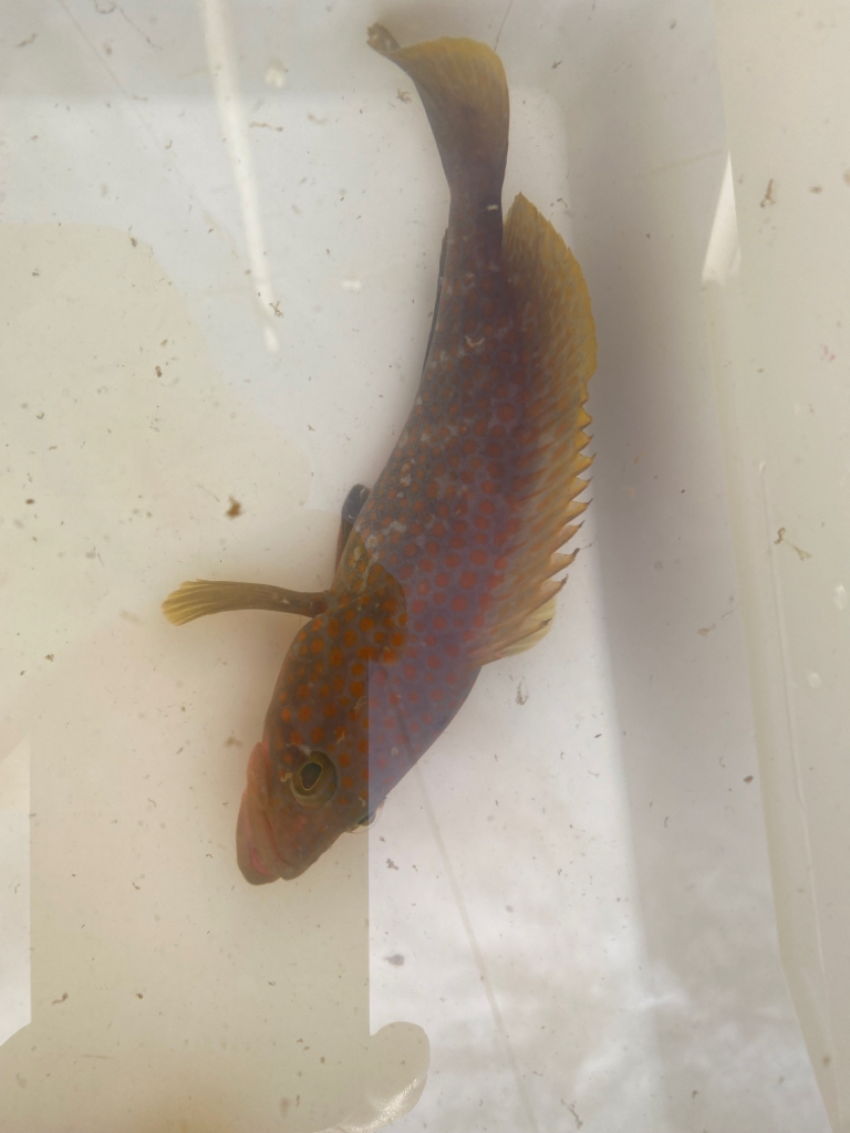 外道はタコ⁉️