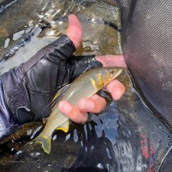 有田川にて鮎釣り