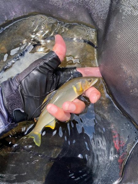 有田川にて鮎釣り