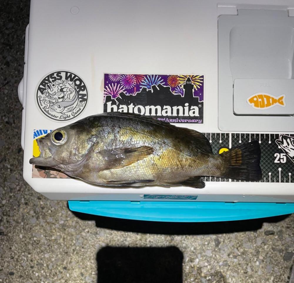 アジは何処ですか？