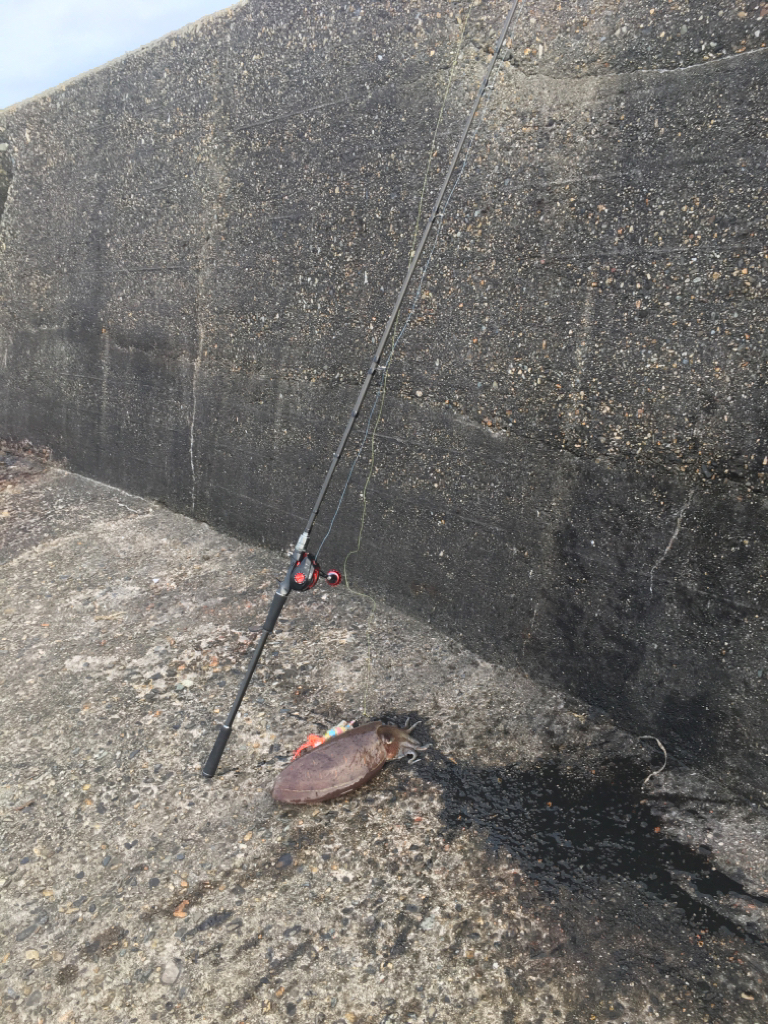 ありがたい!狙いと違う!大物が。