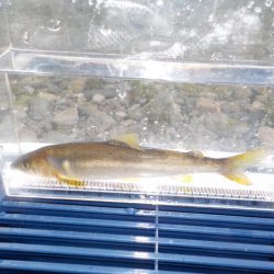 美山5 ささ濁りとどんぶり