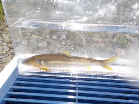 美山5 ささ濁りとどんぶり