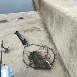 久しぶりのシュアタイラバ