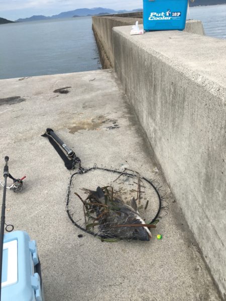 久しぶりのシュアタイラバ